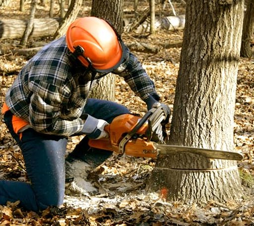 Tree Removal in Mount Alto, WV